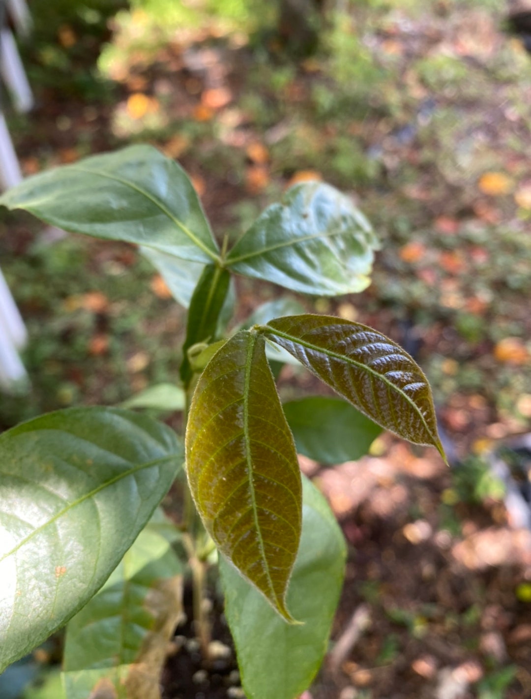 Inga spectabilis Machete Ice Cream Bean Tree Etsy België