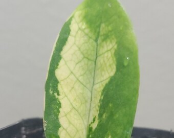Variegated ZZ Rooted Leaf