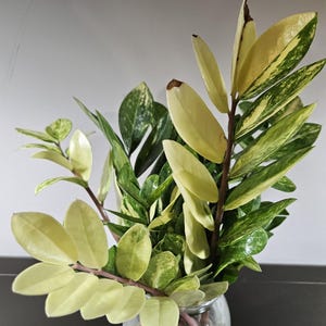 pinnatum pothos Cebu Blue Pothos