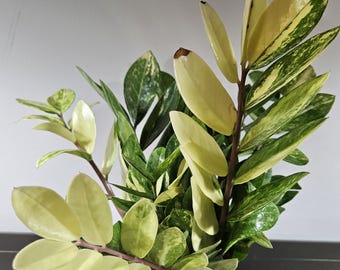 Raven ZZ Pink Variegated Zamioculcas Zamiifolia US Seller Fast
