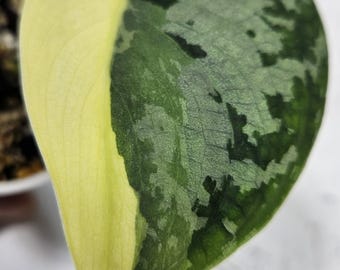 Scindapsus Mayari Variegated | Exact Plant Options | Rooted Rare Scindapsus | Collector Foliage