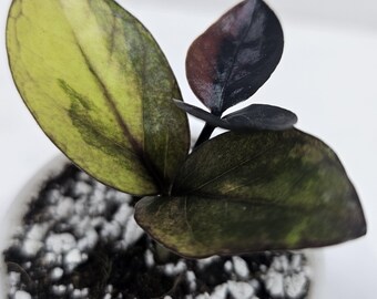 Exact Plant | Pink & Yellowish Variegation | Two-Stem ZZ Raven Variegated | Zamioculcas zamiifolia | Rare Collector Plant