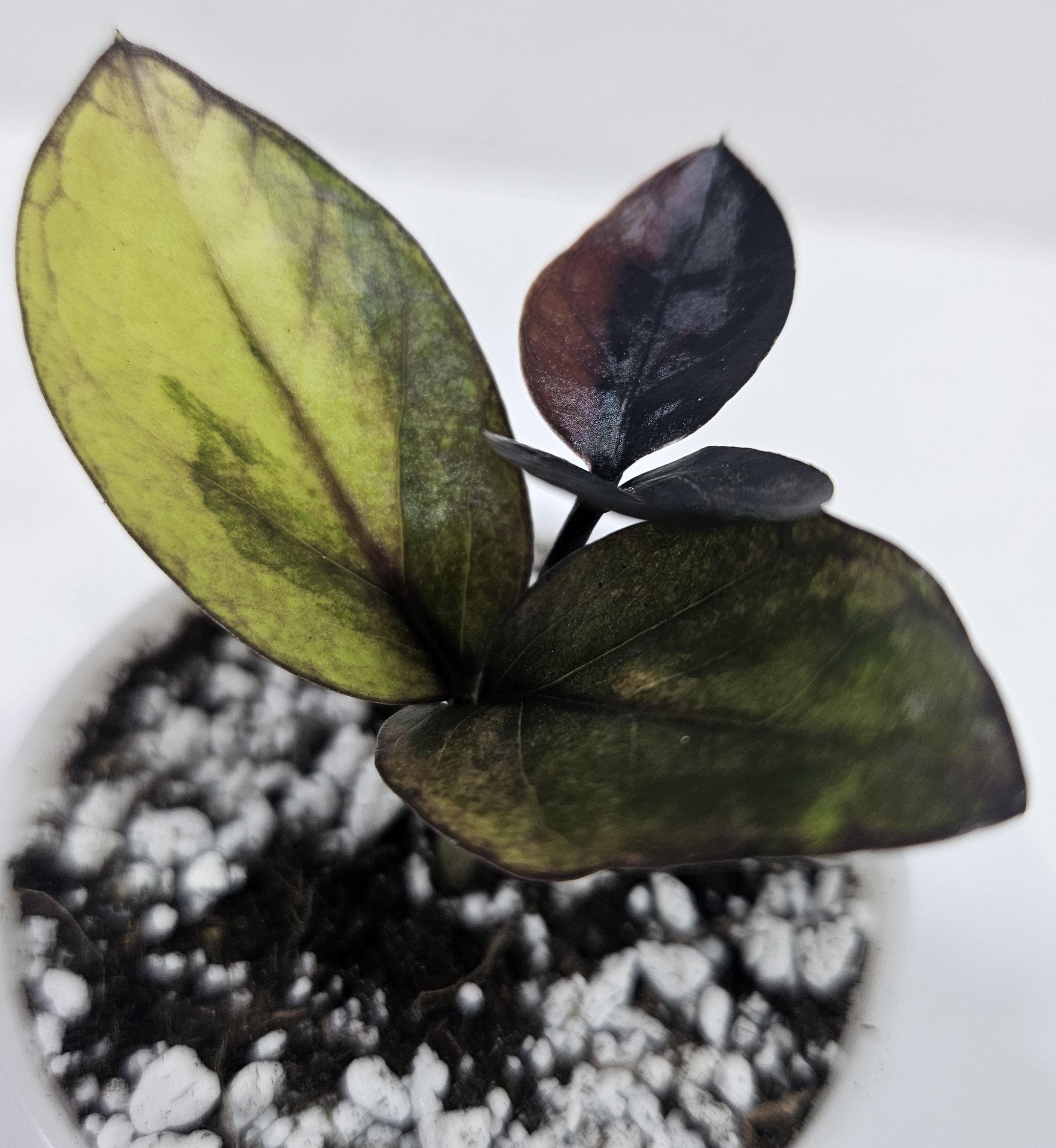 Pink Zz Plant Variegated - Etsy