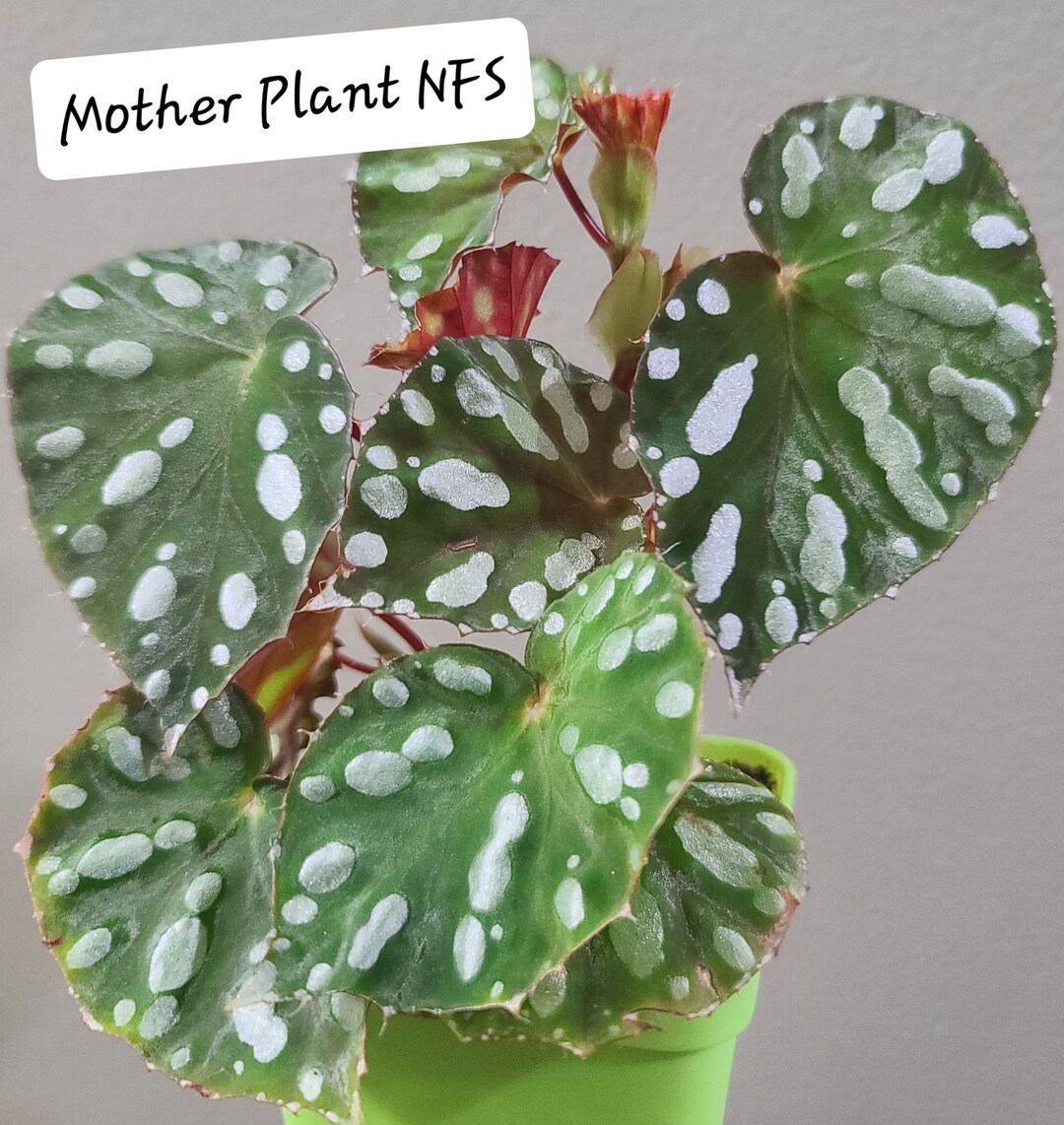 Begonia Jiewhoei Etsy