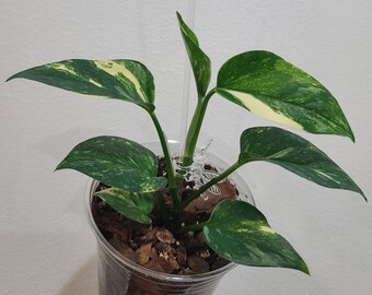 Scindapsus Sparkling Borneo (cutting-no Roots) - Etsy