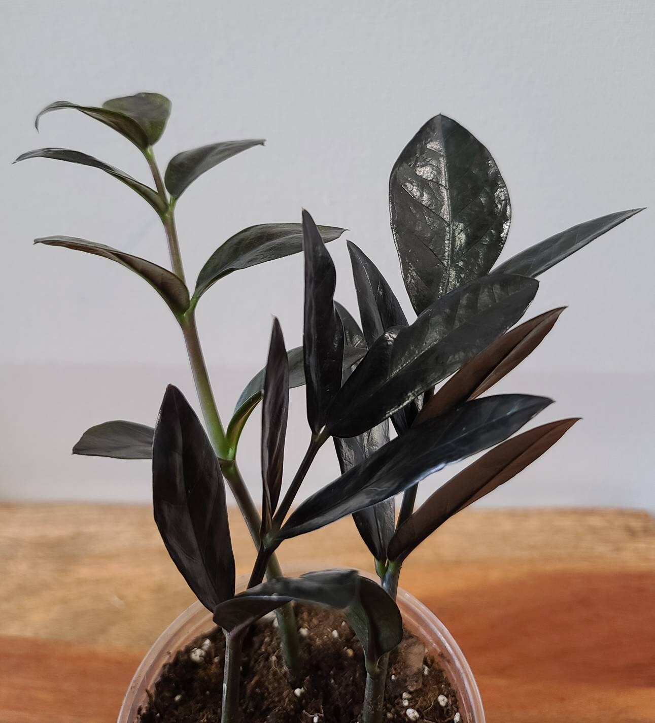ZZ Raven plant