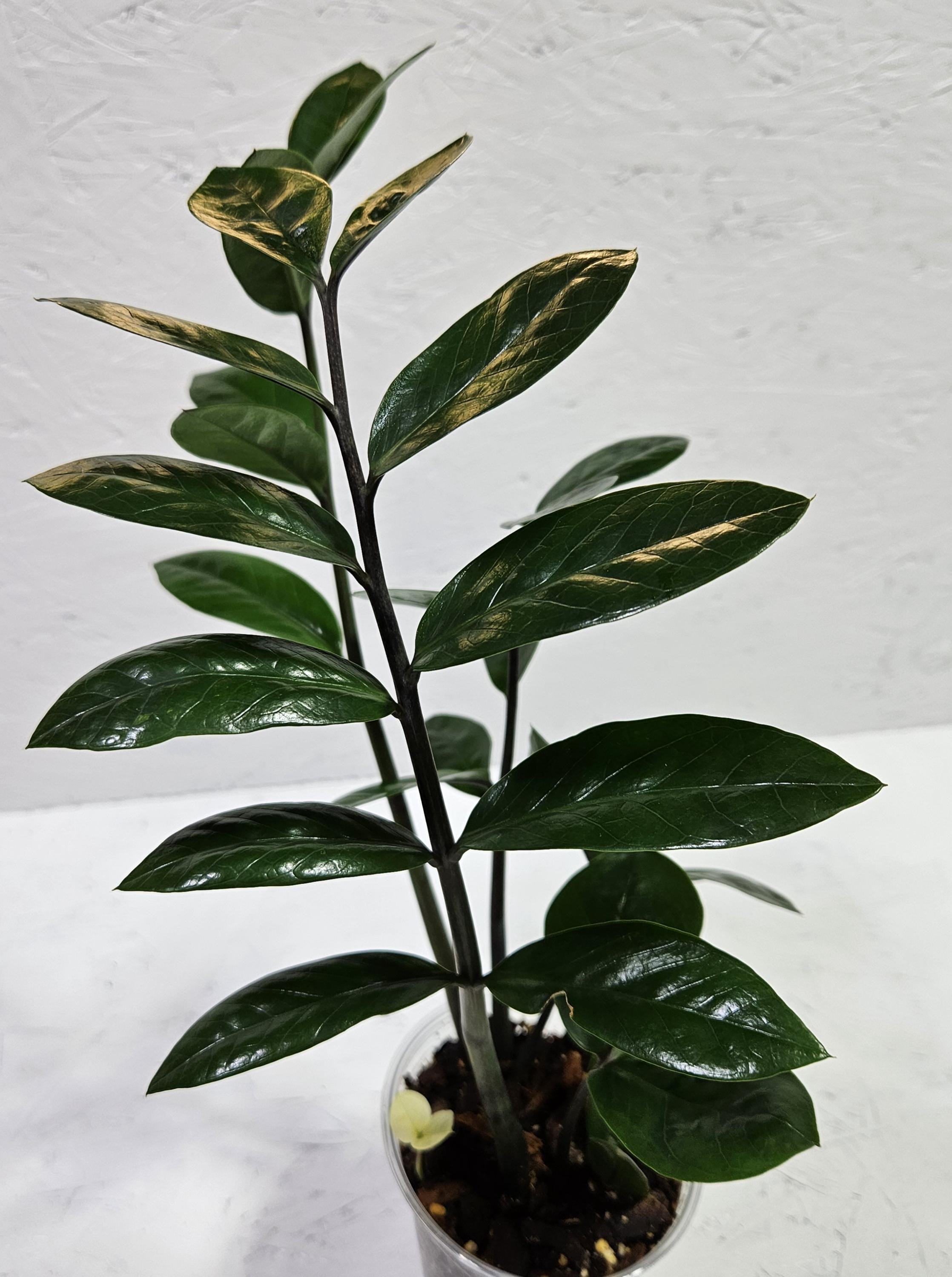 Rare Variegated Zz Zamioculcas - Etsy