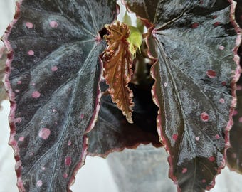 Begonia NOID | Rooted Terrarium Begonia | 2+ Leaves | Dark Foliage with Pink Spots | Representative Plant