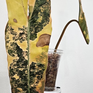 Variegated Philodendron Billietiae
