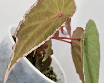 Begonia nothobaramensis | Rooted Terrarium Begonia | Rare Collector Plant | Uncommon Silver Foliage