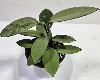 Hoya Silver Dollar | Exact Plant | Rare Collector Hoya | Rooted Plant | Silver Splash Hoya | The Uncommon Leaf