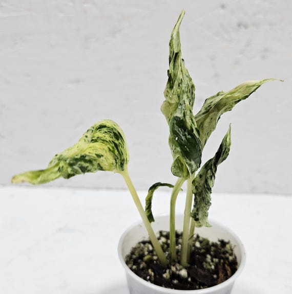 Teruno Love Song Pothos | Epipremnum aureum ‘Teruno Love Song’ | Exact Plant | Rooted Rare Japanese Pothos | Variegated Collector Plant