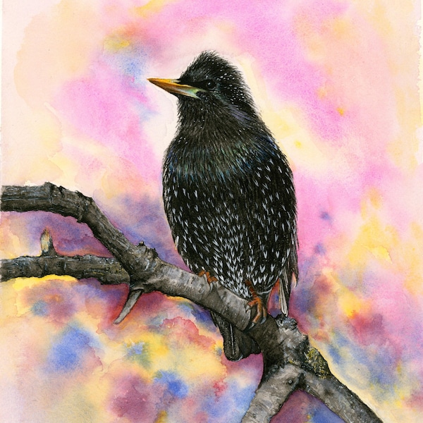 Starling bird watercolor art print from original 5x7 postcard handmade