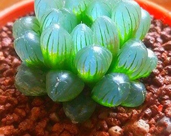 20 Samen Kaktus Lithops Karasmontana Blumen Lebendiger Stein