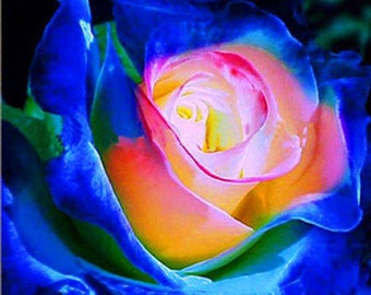 20PCS Lover Charm Bush Midnight Seeds Rare Garden Blau Rose Seeds