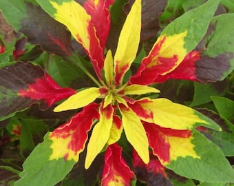 Rare Amaranthus Mira Annual approx 50 seeds UK SELLER