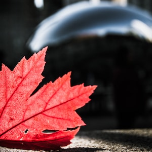 May include: A vibrant red maple leaf rests on a textured surface, its intricate veins visible. The leaf is in sharp focus, with a blurred background suggesting an outdoor setting. The image captures the essence of autumn.