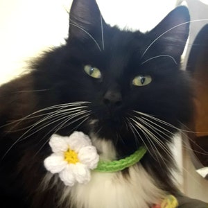 Cat collar flower/Daisy cat collar/Collar for cat/small dog collar/Pet collar/crochet collar/Pet Neckwear/Cat accessories image 2
