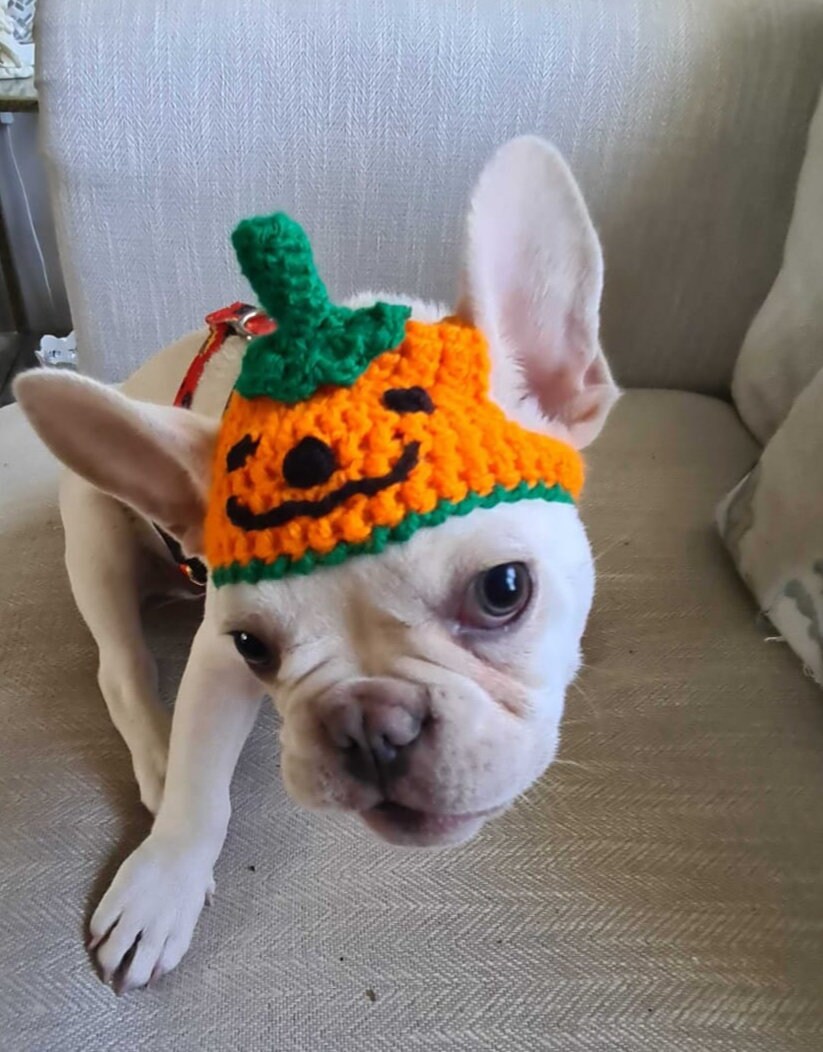 Dog pumpkin hat discount