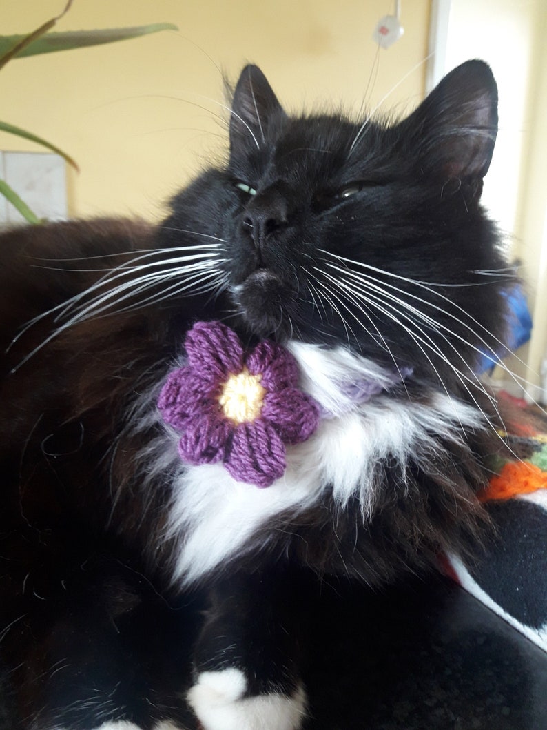 Cat collar flower/Daisy cat collar/Collar for cat/small dog collar/Pet collar/crochet collar/Pet Neckwear/Cat accessories image 6