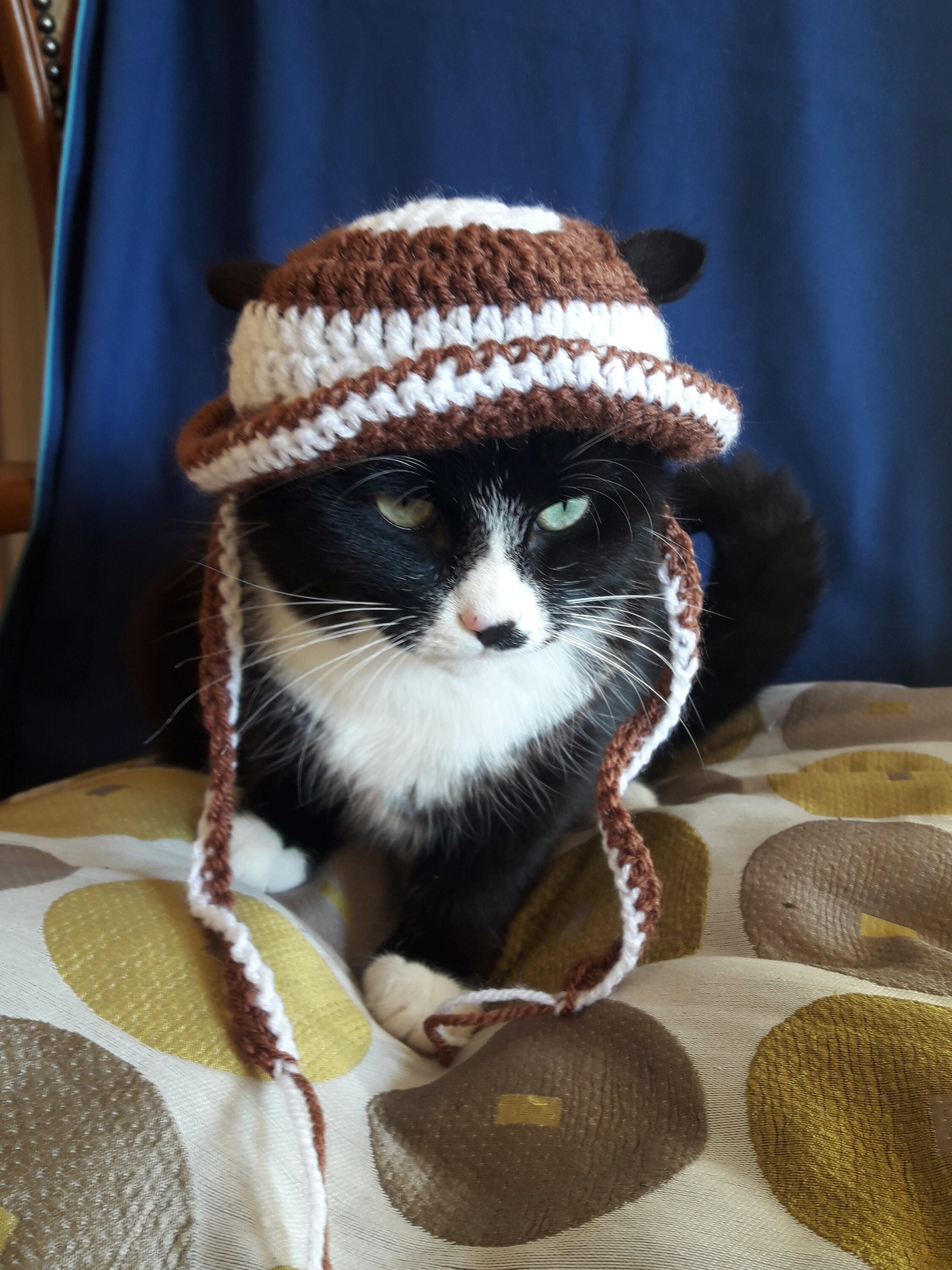 Кот в шапке