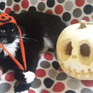Halloween cat hat/Pumpkin Cat Hat/Small Pet hat/Halloween hat for cats/HatzenHut/Cat Wig/Halloween Cat/Free Shipping worldwide image 3