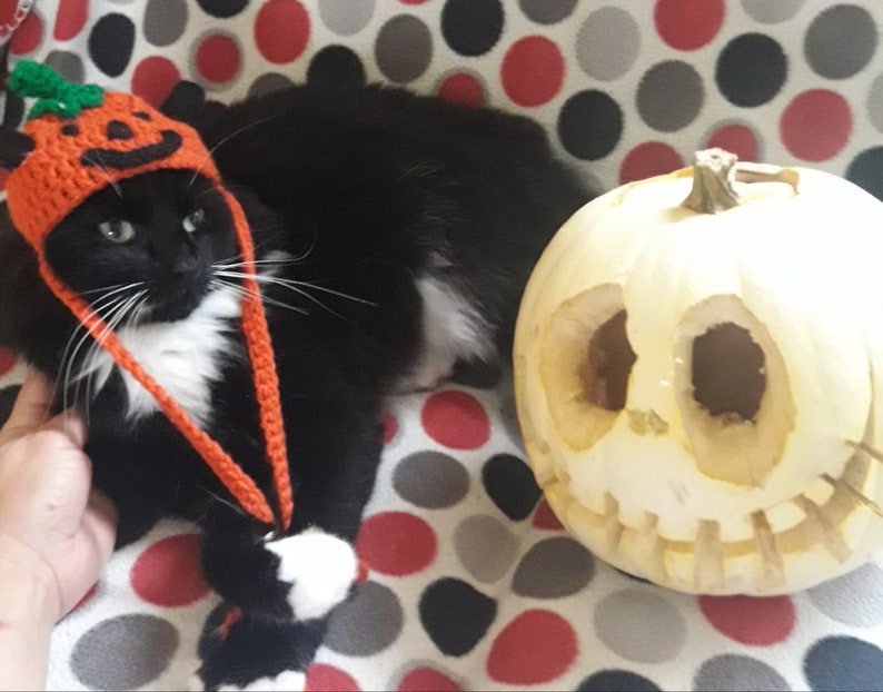 Halloween cat hat/Pumpkin Cat Hat/Small Pet hat/Halloween hat for cats/HatzenHut/Cat Wig/Halloween Cat/Free Shipping worldwide image 3