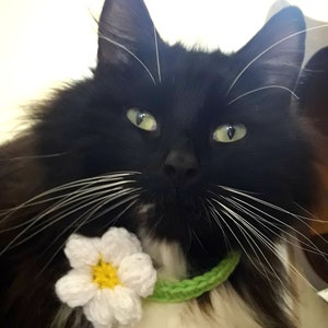 Cat collar flower/Daisy cat collar/Collar for cat/small dog collar/Pet collar/crochet collar/Pet Neckwear/Cat accessories image 3