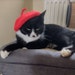 see more listings in the Hats for Pet section