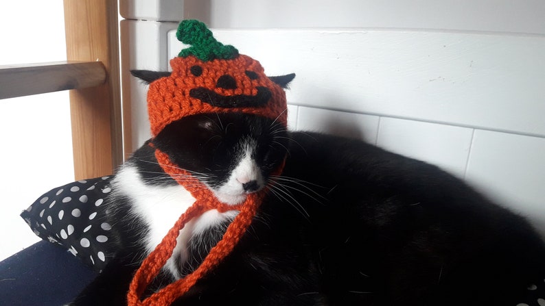Halloween cat hat/Pumpkin Cat Hat/Small Pet hat/Halloween hat for cats/HatzenHut/Cat Wig/Halloween Cat/Free Shipping worldwide image 8