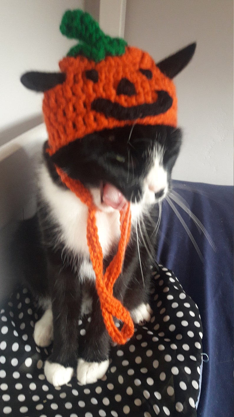 Halloween cat hat/Pumpkin Cat Hat/Small Pet hat/Halloween hat for cats/HatzenHut/Cat Wig/Halloween Cat/Free Shipping worldwide image 2