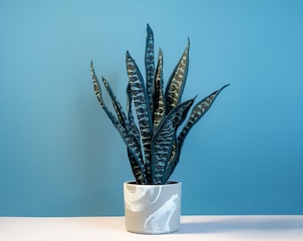 Large snake plant,Office and Living room decor,Fake exotic plants,Rare houseplants,Rare succulents,Housewarming gifts,Boho decor,Plant gifts