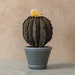 see more listings in the Succulents & Cacti section