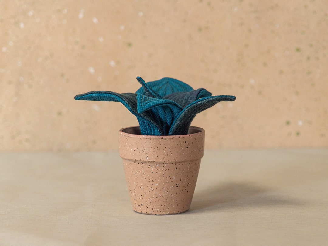 Succulent Gift Rare Cactus Plant Lover Gift Cactus Plant Etsy