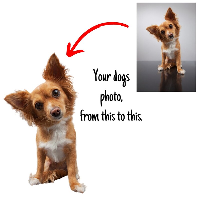 May include: A brown and white chihuahua dog sitting on a white background. The dog is looking at the camera with its head tilted to the side.