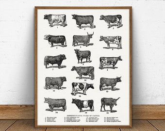 154266 common breeds of beef and dairy cows Art Decor Wall Print Poster UK