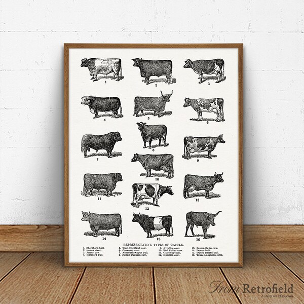 Cattle Breeds Poster Etsy Australia