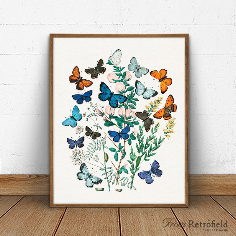Butterfly Print Vintage Botanical Art Natural History | Etsy