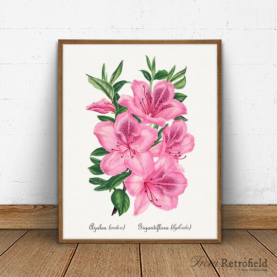 Azalea flor arte impresión cartel de la flor rosa imprimible - Etsy México