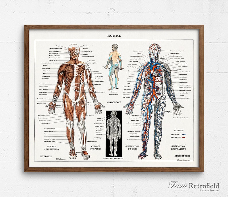Human Nervous & Muscular System Human Anatomy Poster Medical | Etsy