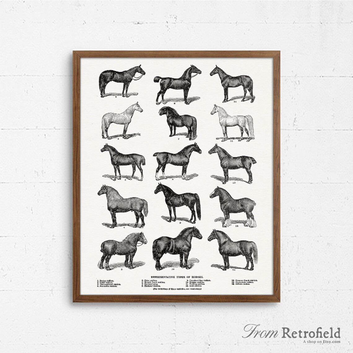 Horse Breeds Printable Types of Horses Equestrian Horse Art Etsy