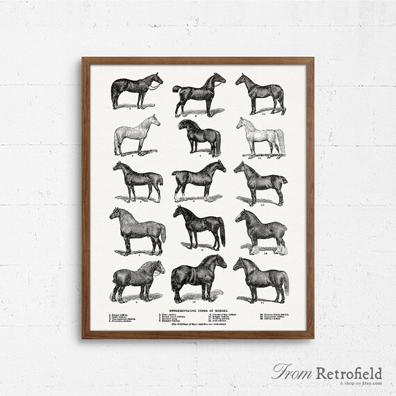 Horse Breeds Printable Types of Horses Equestrian Horse Art | Etsy