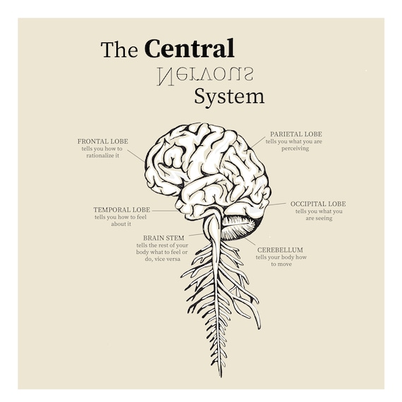 Central Nervous System Brain