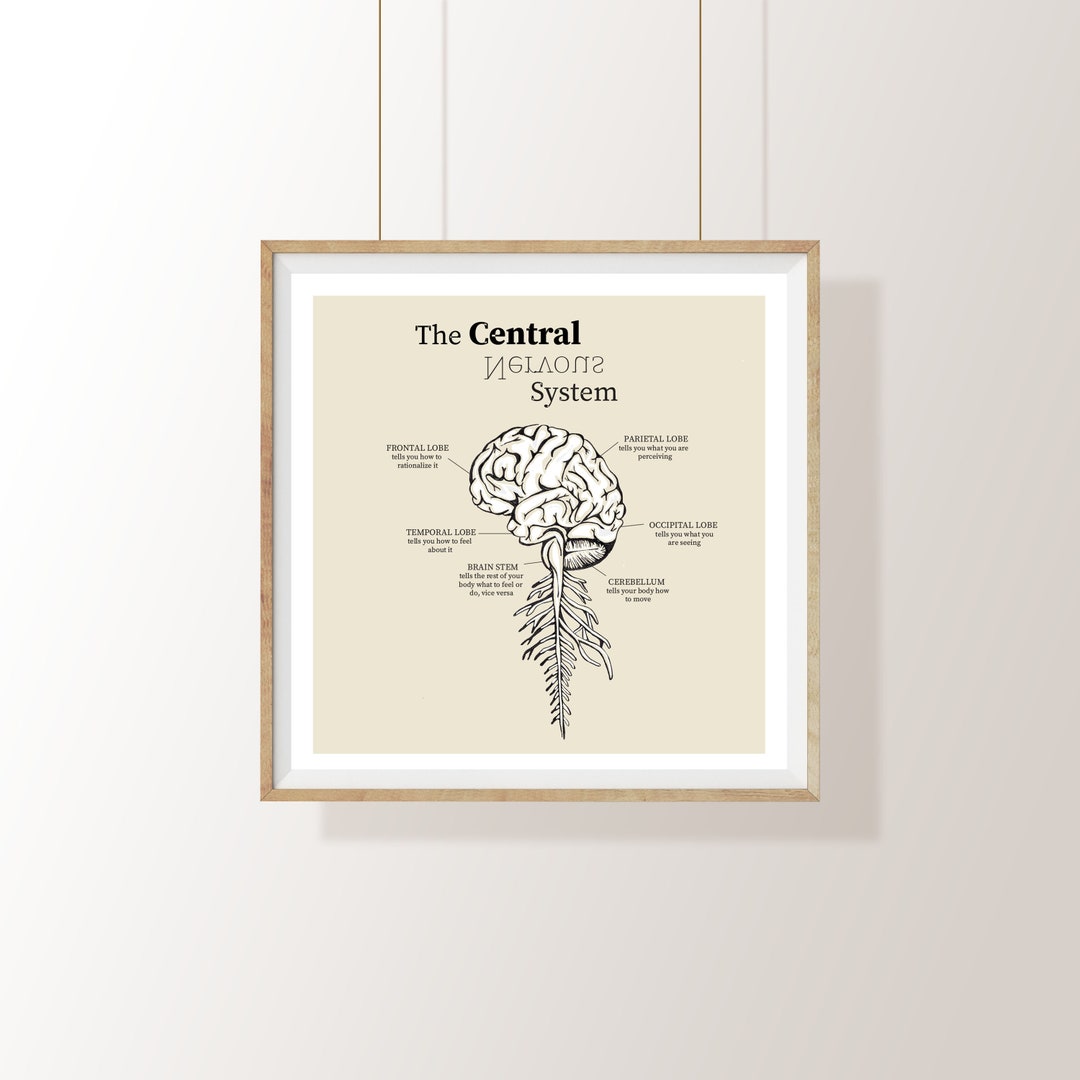 Central Nervous System Diagram Brain Digital Printable - Etsy