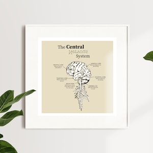 Central Nervous System Brain Cross Section - 1954 Human