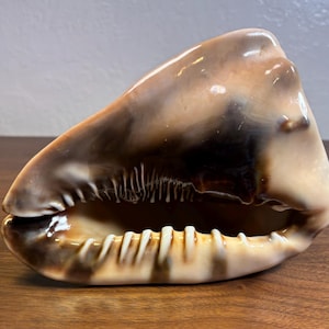 Pode incluir: Uma concha grande e polida com uma superfície lisa e brilhante. A concha apresenta uma mistura de cores, incluindo bege cremoso, castanho escuro e tons de bronzeado. A abertura revela um interior texturizado. Um elemento decorativo natural.