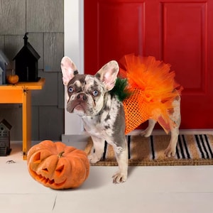 Pumpkin dog costume, dog tutu costume, halloween costume, halloween pumpkin, pumpkin outfit, dog tutu, funny halloween