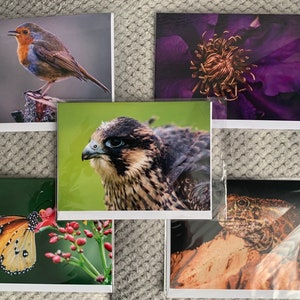Jeu de cartes de voeux nature 2