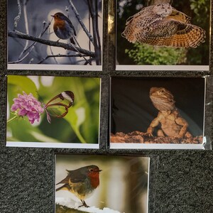 Jeu de cartes de voeux nature 1