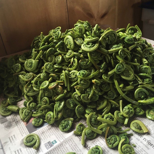 PreOrder Northern Maine foraged Fiddlehead Ferns, 1 quart bag  appx 1 lb of delicious fresh fiddleheads w ice pack we shipped  May last year